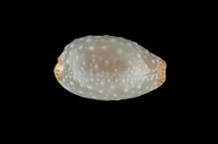 藏品(雞皮寶螺)的圖片